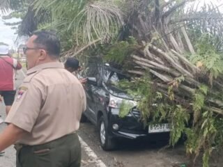 Gerak Cepat BPBD Padang Bersihkan Material Pohon Tumbang di Lima Titik