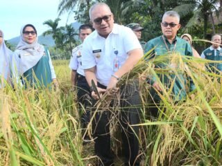 Pj Wako Padang Panen Padi Demplot Bersawah Pokok Murah, Hasil 4,1 Ton Perhektar