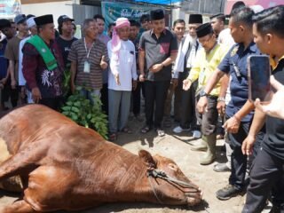 Sapi Kurban Presiden Diserahkan ke Ponpes Minangkabau, Wagub Vasko Turun Langsung ke Lokasi