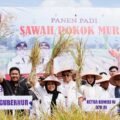 Sawah Pokok Murah: Inovasi dari Sumbar Menuju Swasembada Pangan Nasional