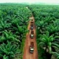 Tim Satgas PKH Pusat Ambil Alih Kasus Dugaan Korupsi 650 Hektar Hutan di Solok Selatan