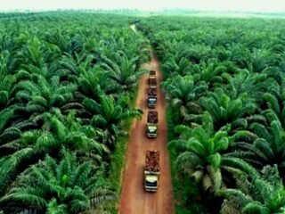Tim Satgas PKH Pusat Ambil Alih Kasus Dugaan Korupsi 650 Hektar Hutan di Solok Selatan