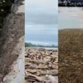 Viral Tumpukan Kayu Terbawa Banjir Picu Dugaan Kerusakan Hutan di Sumbar