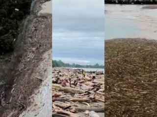 Viral Tumpukan Kayu Terbawa Banjir Picu Dugaan Kerusakan Hutan di Sumbar