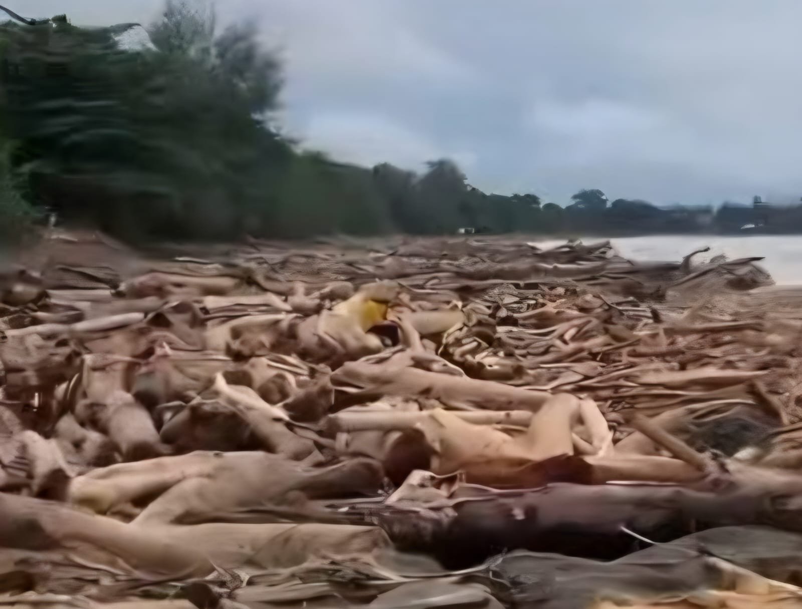 Penampakan pantai di Padang dibagikan nitizen usai dilanda banjir besar di beberapa titik Sumatera Barat.